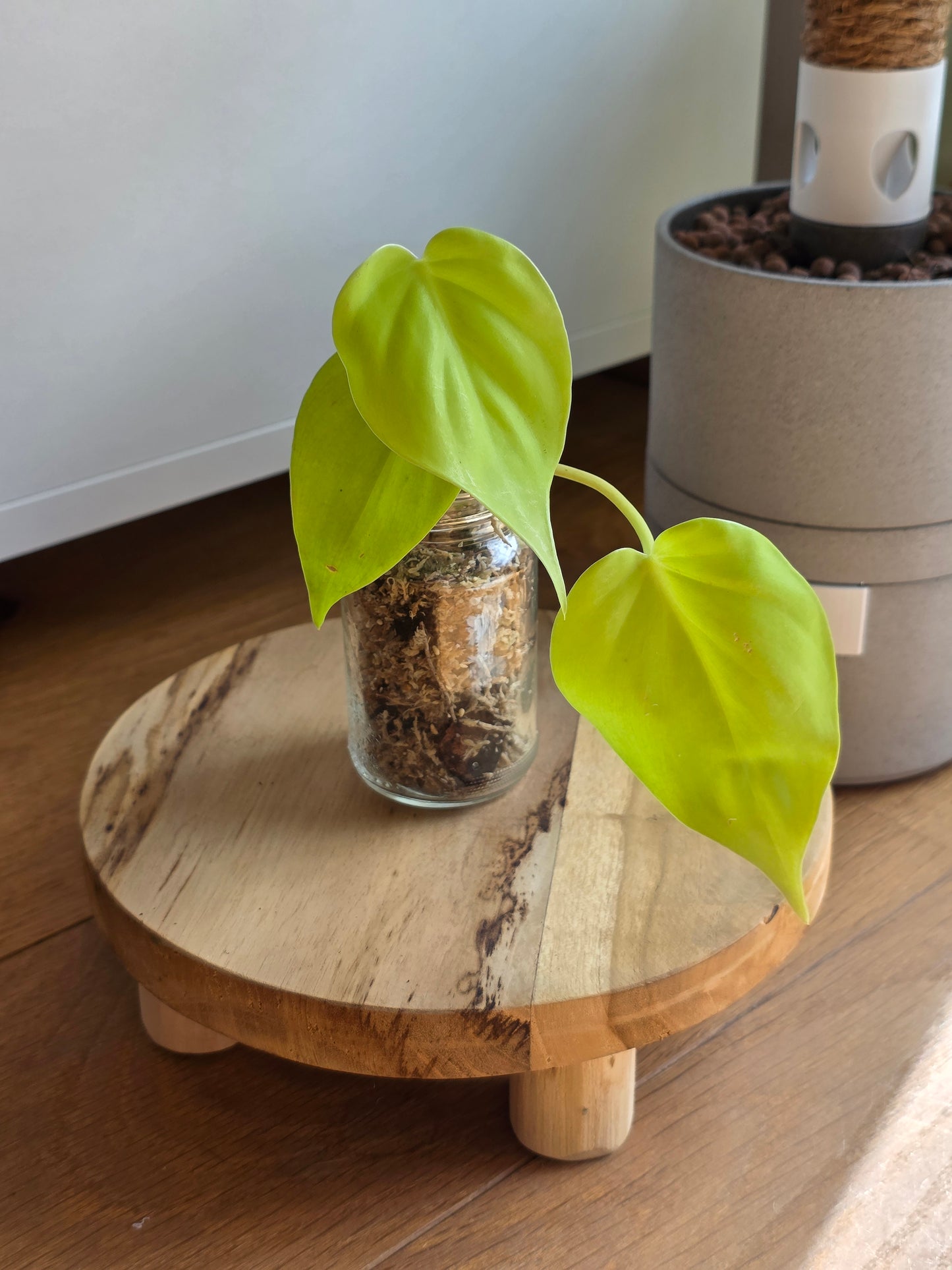 Philodendron 'Neon'