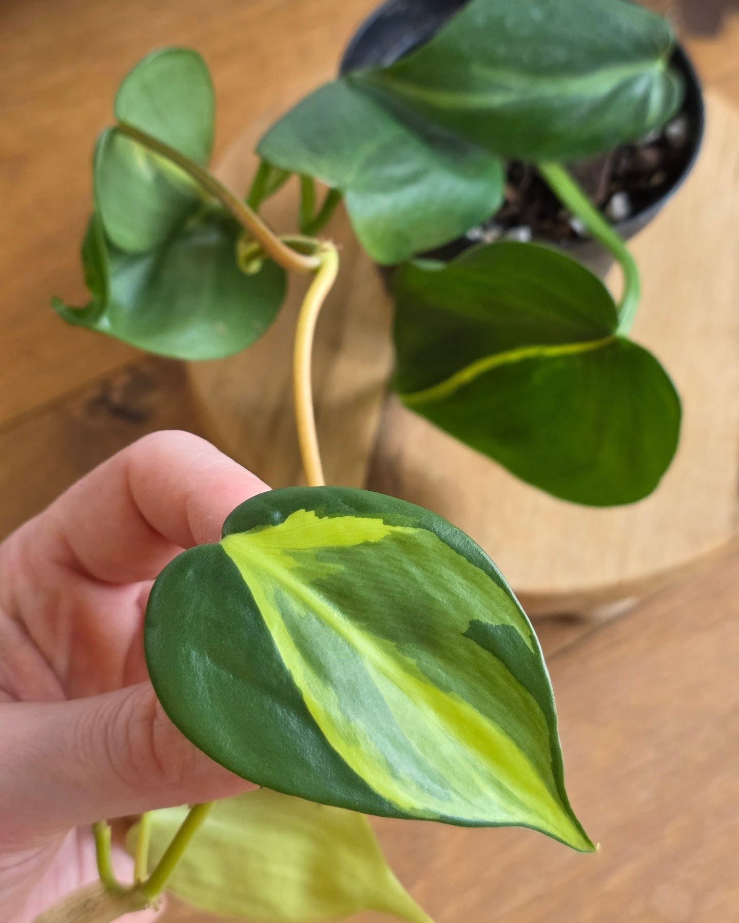 Philodendron Brasil Klettepflanze