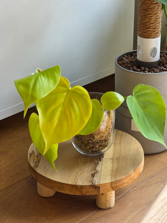 Philodendron 'Neon'