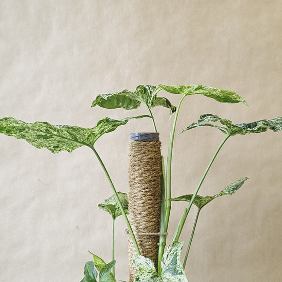 Humidipot Coconut Pole Extention