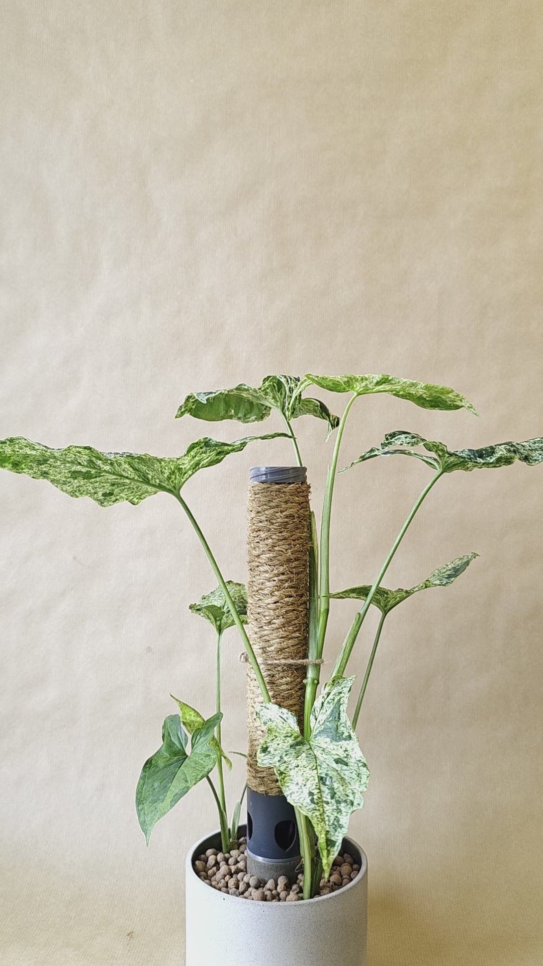 Humidipot Coconut Pole Extention